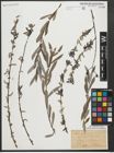 Foto von Salix purpurea L.